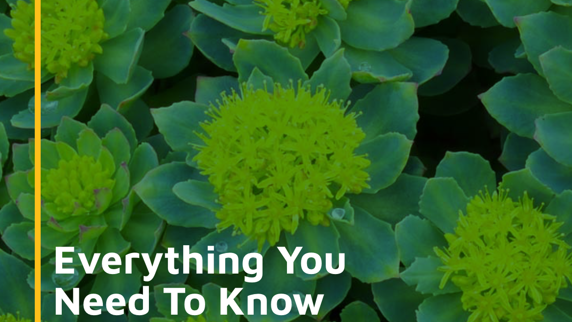Everything You Need To Know about Rhodiola