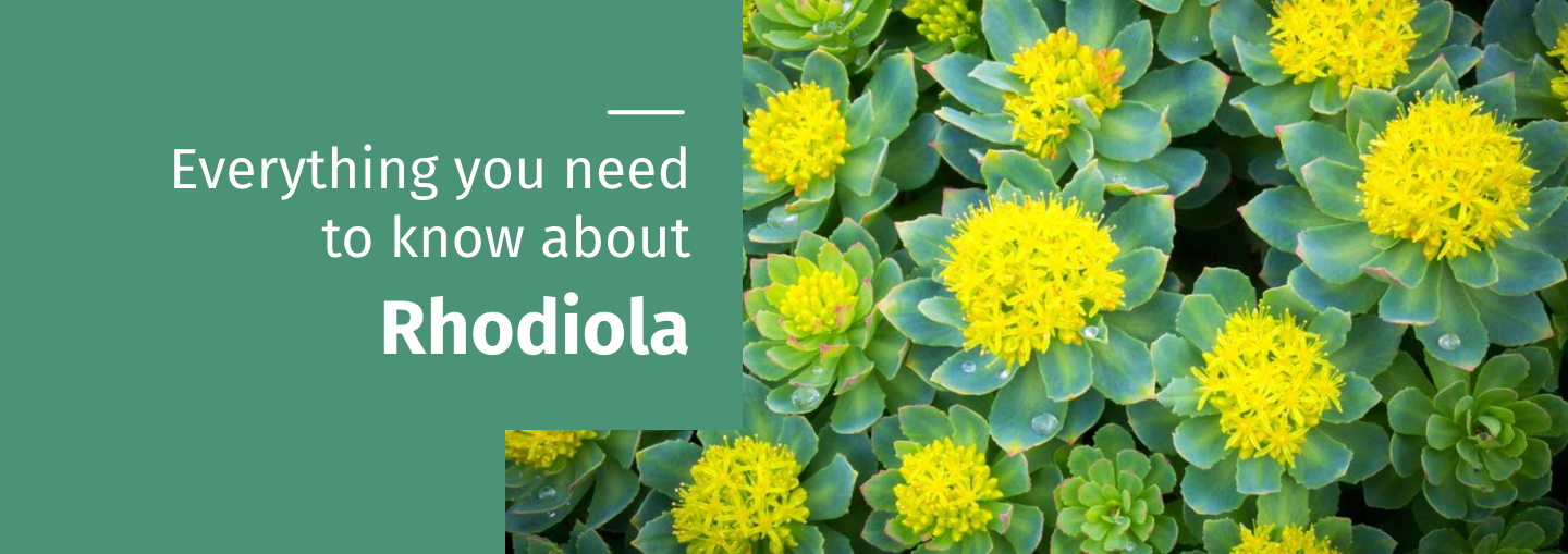 Rhodiola