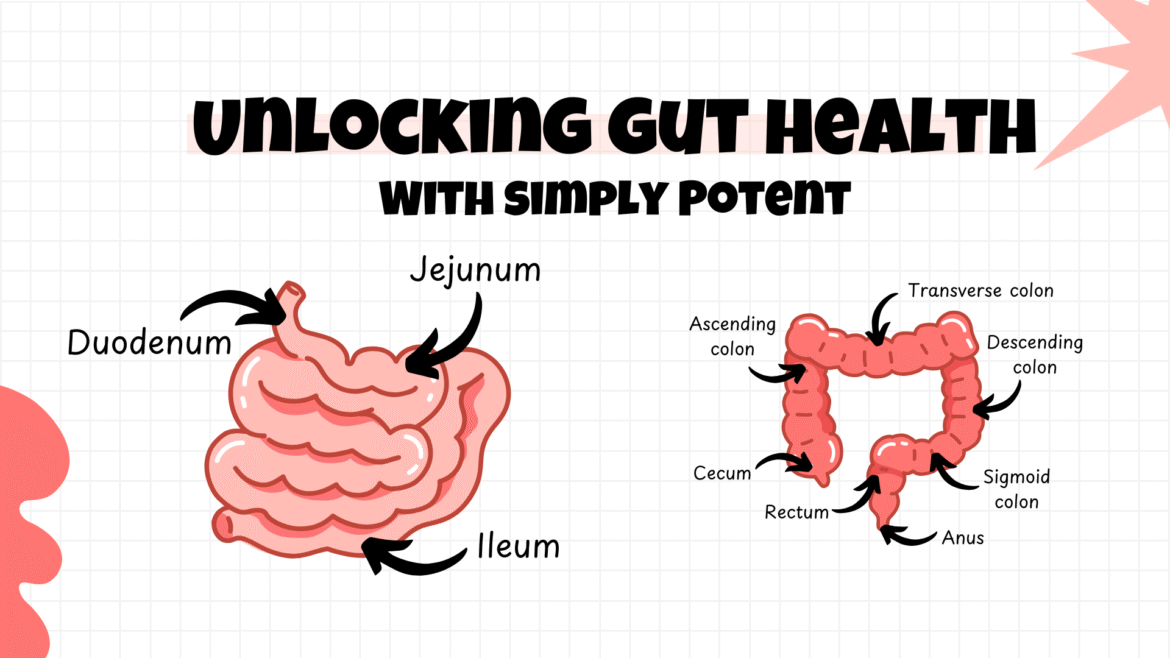 Unlocking Gut Health: Why It Matters  