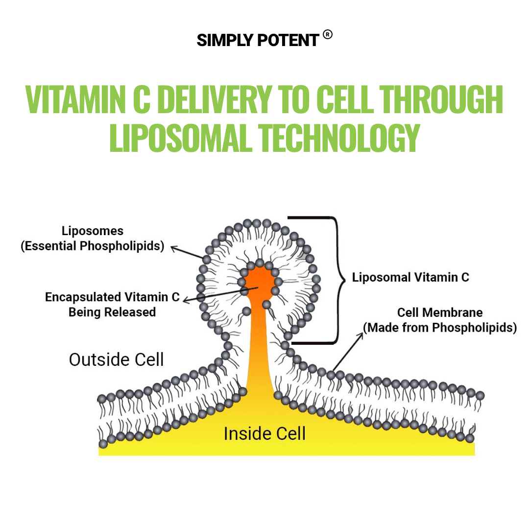 Simply Potent Liposomal Vitamin C 1500 Mg Supplement 180 capsules 90 serving